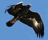 Aquila reale