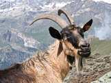 Capra