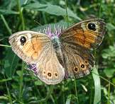Farfalla