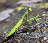 Mantide religiosa