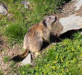 Marmotta