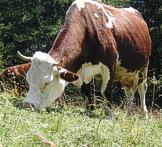 Mucca