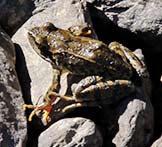Rana Temporaria