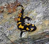 Salamandra