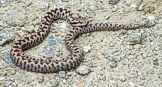 Vipera